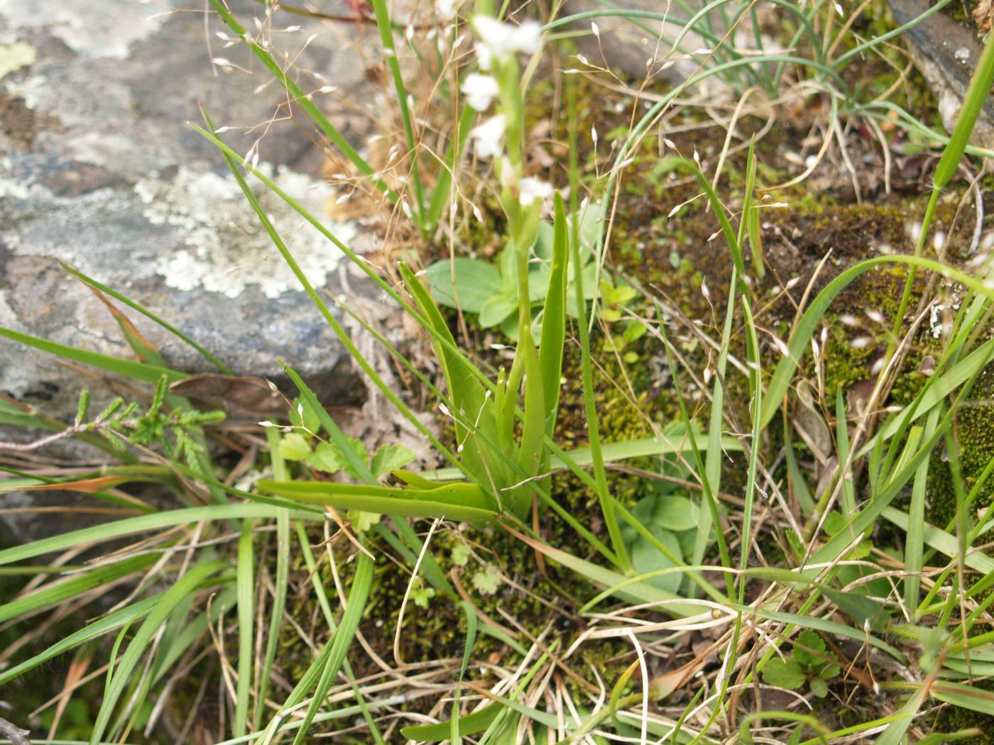 Lady's Tresses, Summer leaf